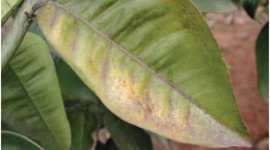 Citrus leaf bronzing