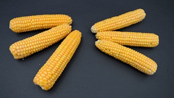 Optimum conditions (left) vs. potassium deficiency (right) in maize cobs