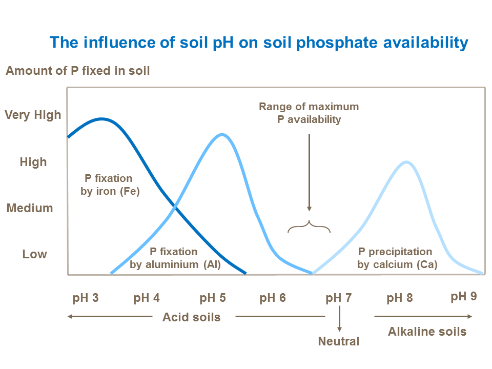The influence of soil pH on soil phosphate availability