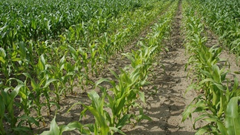 Manganese deficiency