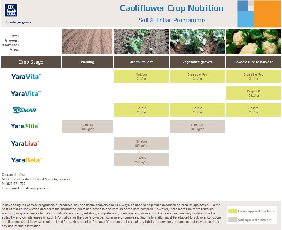 Cauliflower 17Aug20.JPG