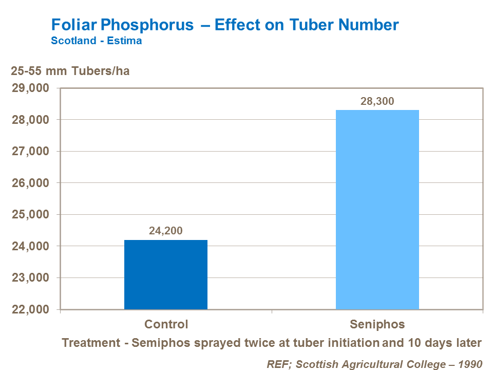 Foliar phosphorus - effect on potato tuber number