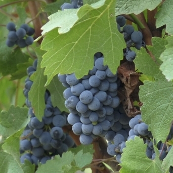 Wine grapes